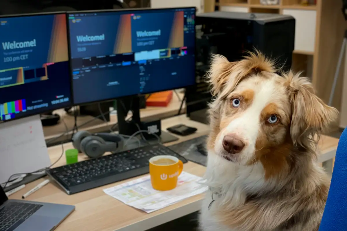 Emmener son chien au travail : la législation et les bonnes pratiques